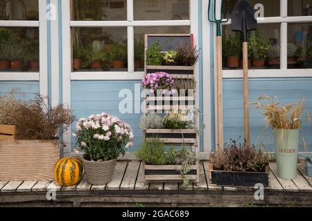 Autumn composition of pumpkin, spikelets, chrysanthemum flowers and herbs in pots to decorate the facade of the house. beautiful outdoor seasonal deco Stock Photo