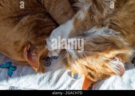 Domestic cats sleeping in their arms. Two ginger cats. Two cats cuddling on the bed. Stock Photo