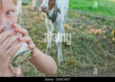 Child girl drinks fresh cow's milk from a glass against the backdrop of the countryside with cow calve at the farm