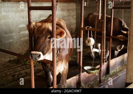 Cow with a chain around its neck stands in a stall on a farm Stock Photo