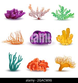 Set of corals on a white background Stock Vector