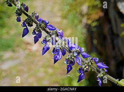 Brazilian boldo flowers (Plectranthus barbatus), Diamantina, Brazil Stock Photo