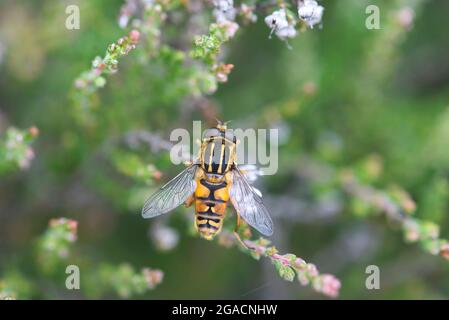 Hoverfly (Helophilus pendulus). The species has no agreed English name, although Marsh hoverfly, Footballer fly and Sun fly have all been suggested. Stock Photo