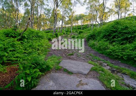 Winding path up over gritstone rocks, through ferns and between Silver Birch trees to Surprise View. Stock Photo