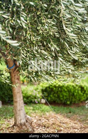 Olive tree with green olives growing in the garden Stock Photo