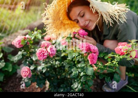 Leonardo da Vinci pink rose blooming in summer garden. Gardener smells blossom. Meilland selection roses flowers Stock Photo