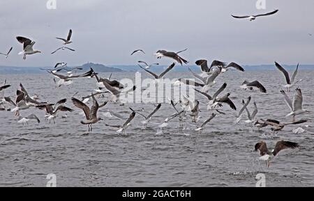 Portobello, Edinburgh, Scotland,UK weather. 30th July 2021. Cloudy and a mild 17 degrees at the seaside. Pictured: feeding frenzy of a variety of gull seabirds in the Firth of Forth. Credit: Arch White/Aamy Live News. Stock Photo