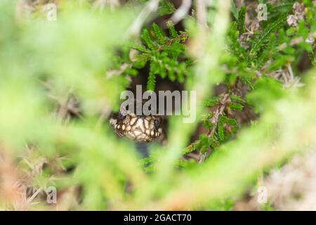 Male adder (Vipera berus) face peeping out of heather on Hampshire heathland, UK Stock Photo