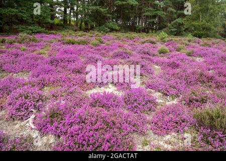 Colourful bell heather Erica cinerea flowering at Frensham Common in Surrey, England, UK, during July or summer