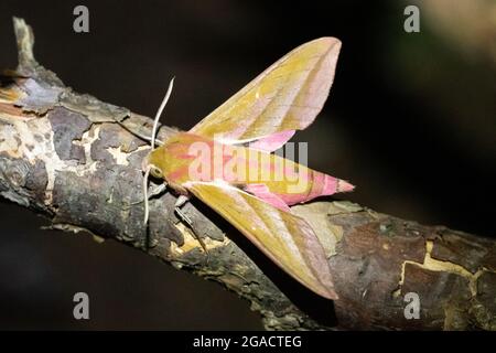 Elephant hawk-moth (Deilephila elpenor), a large moth in the Sphingidae family, UK, during summer