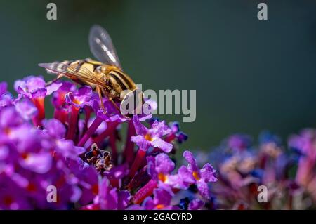 Close up from a mimic hoverfly (Syrphidae) on buddleia blossoms in the sunshine. Stock Photo