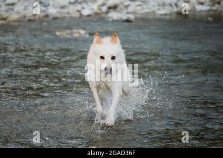 White fluffy large mongrel runs along river and spray flies in different directions. Half breed of Siberian husky and white Swiss shepherd. Spend time Stock Photo