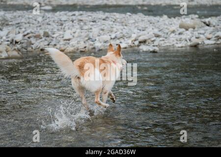 White fluffy large mongrel runs along river and spray flies in different directions. Half breed of Siberian husky and white Swiss shepherd. Spend time Stock Photo