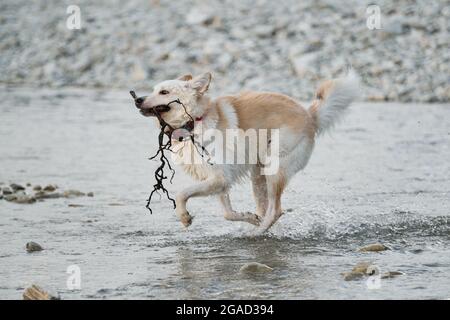 White fluffy large mongrel runs along river and holds tree branch in mouth. Half breed of Siberian husky and white Swiss shepherd. Spend time with dog Stock Photo