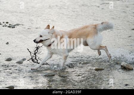 White fluffy large mongrel runs along river and holds tree branch in mouth. Half breed of Siberian husky and white Swiss shepherd. Spend time with dog Stock Photo