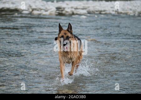 Beautiful German Shepherd dog of black and red color runs along river with happy muzzle and splashes fly in different directions from under paws. Walk Stock Photo