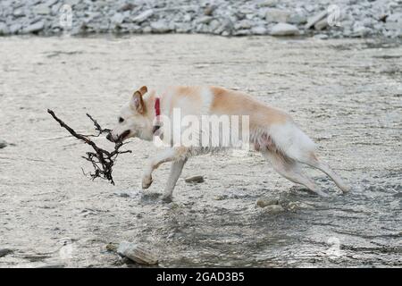 White fluffy large mongrel runs along river and holds tree branch in mouth. Half breed of Siberian husky and white Swiss shepherd. Spend time with dog Stock Photo