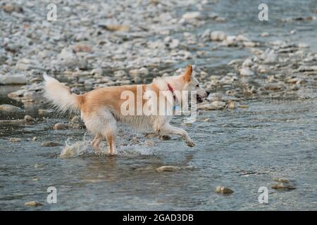 White fluffy large mongrel runs along river and spray flies in different directions. Half breed of Siberian husky and white Swiss shepherd. Spend time Stock Photo