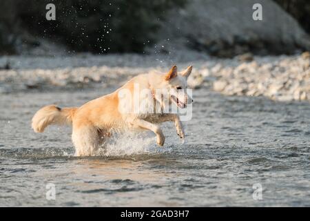 White fluffy large mongrel runs along river and spray flies in different directions. Half breed of Siberian husky and white Swiss shepherd. Spend time Stock Photo