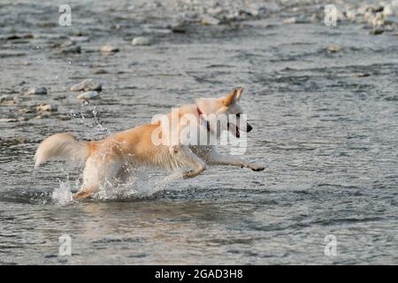 White fluffy large mongrel runs along river and spray flies in different directions. Half breed of Siberian husky and white Swiss shepherd. Spend time Stock Photo