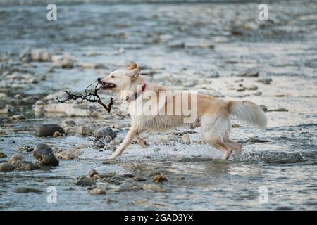 White fluffy large mongrel runs along river and holds tree branch in mouth. Half breed of Siberian husky and white Swiss shepherd. Spend time with dog Stock Photo