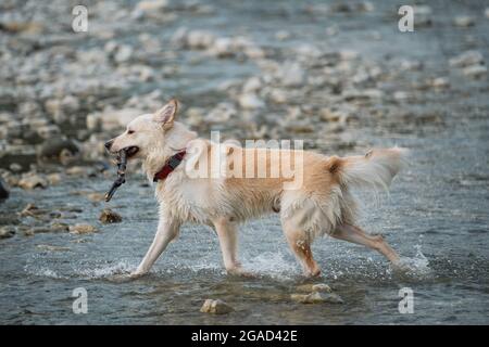 White fluffy large mongrel runs merrily along river and plays with stick. Half breed of Siberian husky and white Swiss shepherd. Spend time with dog b Stock Photo