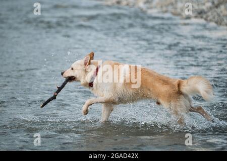 White fluffy large mongrel runs merrily along river and plays with stick. Half breed of Siberian husky and white Swiss shepherd. Spend time with dog b Stock Photo