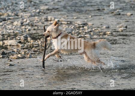 White fluffy large mongrel runs merrily along river and plays with stick. Half breed of Siberian husky and white Swiss shepherd. Spend time with dog b Stock Photo