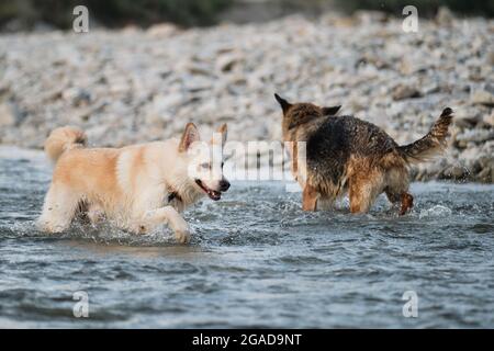 Black and red German Shepherd and half breed of white Swiss shepherd are best friends cooling off in water. Two dogs are playing merrily by river and Stock Photo