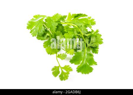 Fresh green vegan vitamin parsley isolated on white background Stock Photo