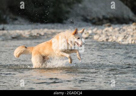 White fluffy large mongrel runs along river and spray flies in different directions. Half breed of Siberian husky and white Swiss shepherd. Spend time Stock Photo