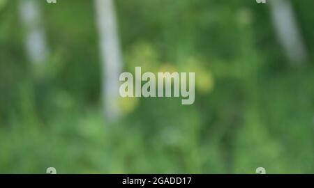 natural green blurred grass background on forest edge with trees illuminated by sun, natural green blurred grass background on forest edge with trees Stock Photo