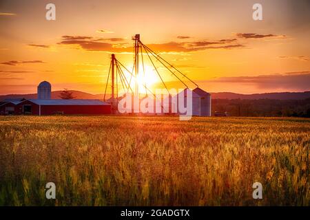 American Farm with Grain Silos whith a Wheat Filed at Sunset, Frenchtown, Hunterdon County, New Jersey Stock Photo