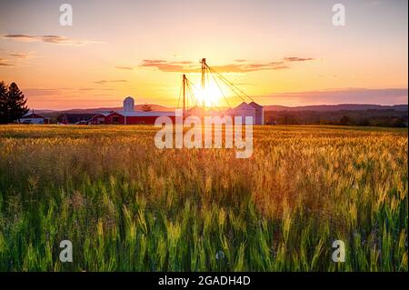 Farm with Grain Silos whith a Wheat Filed at Sunset, Frenchtown, Hunterdon County, New Jersey Stock Photo