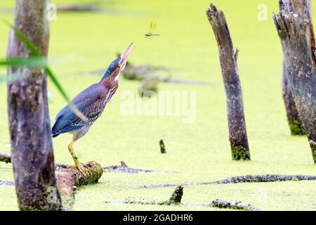 A Green Heron about to capture a Dragonfly for a snack. Stock Photo