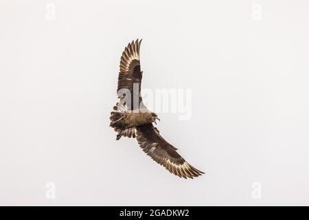 great skua in flight warning off intruders from nesting site on igolfshofdi south iceland Stock Photo