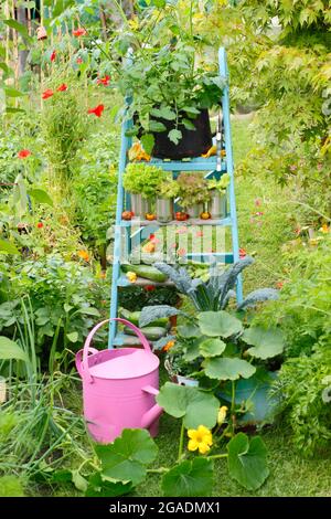 Vegetable plants and produce arranged on a ladder in a veg garden - kale, squash, tomato, lettuce plants with cucumber, courgette and broad beans. UK Stock Photo