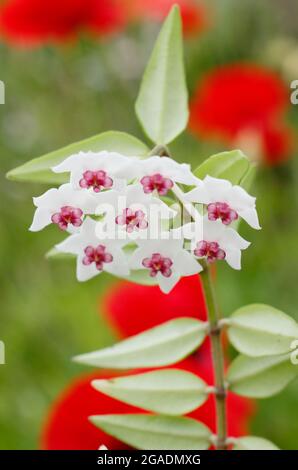 Hoya bellla wax flower. Hoya lanceolata ssp. bella (syn. Hoya bella)  displaying characteristic flower clusters Stock Photo