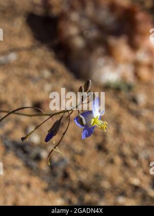 Close-up of the delicate blue, four-petalled, flower of a common Sunflax, Heliophila Africana, in the Goegap Nature Reserve, South Africa Stock Photo