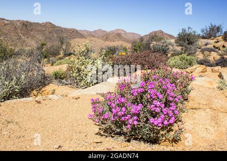 A purple vygie in full bloom in the the arid mountainous landscape of the Goegap Nature Reserve, outside the town of Springbok in South Africa Stock Photo