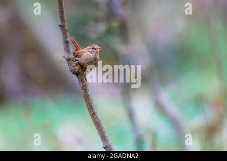 Little cute bird Wren (Troglodytes troglodytes) sitting on a branch in the forest and singing.