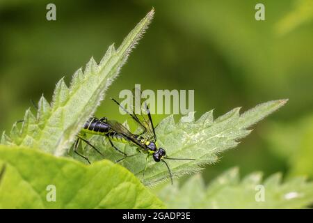 Two green-legged sawflies (Tenthredo mesomela) mating in nettles, UK wildlife. Stock Photo
