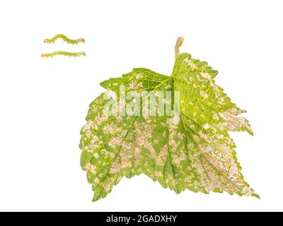 Angle shades moth caterpillar - Phlogophora meticulosa - and the resultant damage on blackcurrant bush. Stock Photo