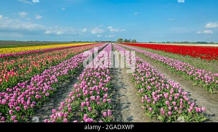 Blossoming tulips in the countryside from the Netherlands in spring Stock Photo