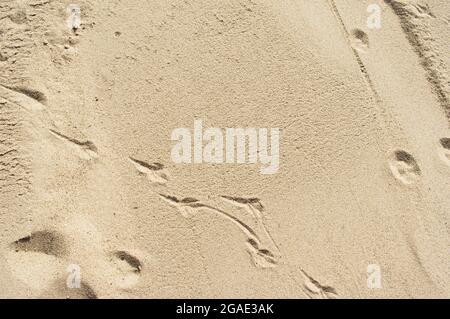 Beige sand pattern texture background with animal tracks Stock Photo