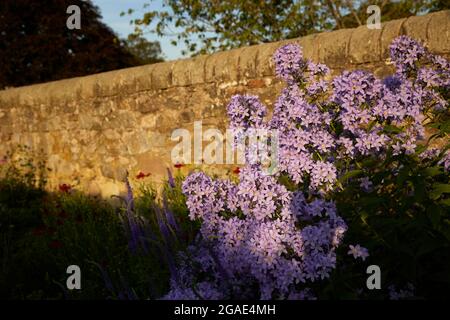 Saughton Park Gardens, City of Edinburgh, Scotland. Summer sunset light in gardens Stock Photo