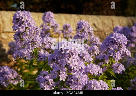 Saughton Park Gardens, City of Edinburgh, Scotland. Summer sunset light in gardens Stock Photo