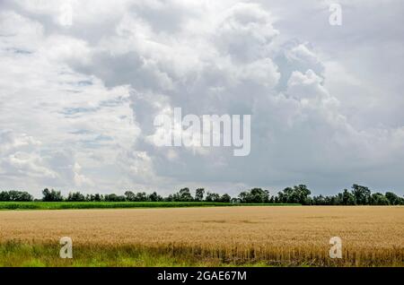 Dramatic sky with an approaching thunderstorm over a field of wheat on the island of Walcheren, The Netherlands Stock Photo