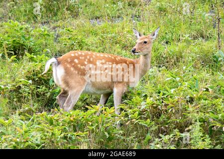 Wild Sika deer in Shiretoko peninsula, Hokkaido, Japan Stock Photo