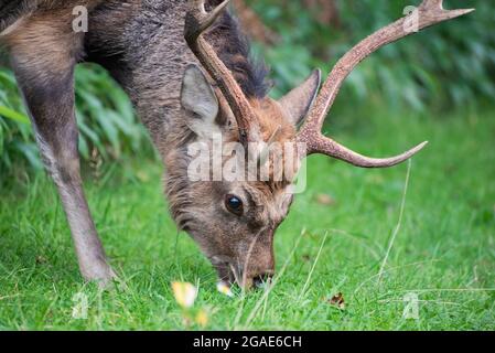 Wild Sika deer in Shiretoko peninsula, Hokkaido, Japan Stock Photo